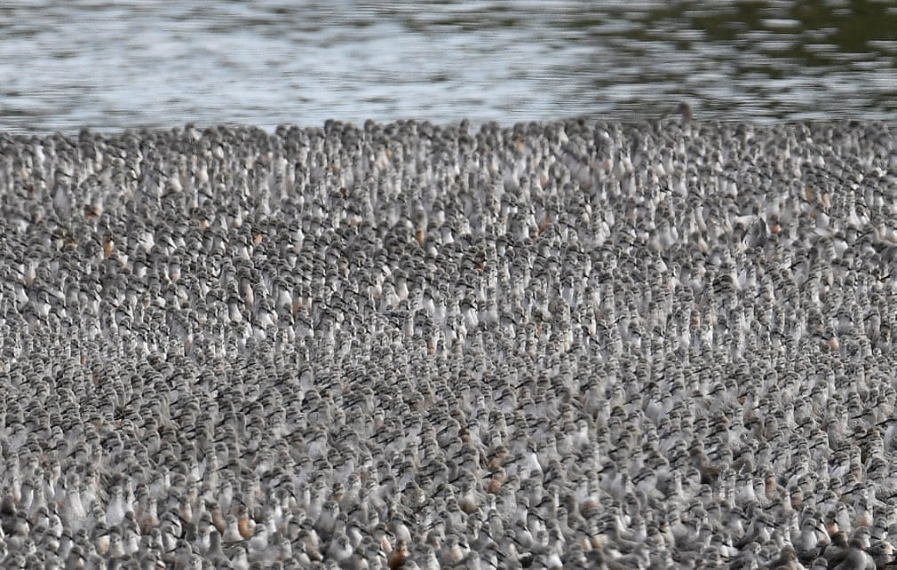 Hàng nghìn con chim lội trên bờ cát khô trong tháng thủy triều dâng cao nhất ở cửa sông Wash, Norfolk, Anh quốc. (Nguồn Guardian)