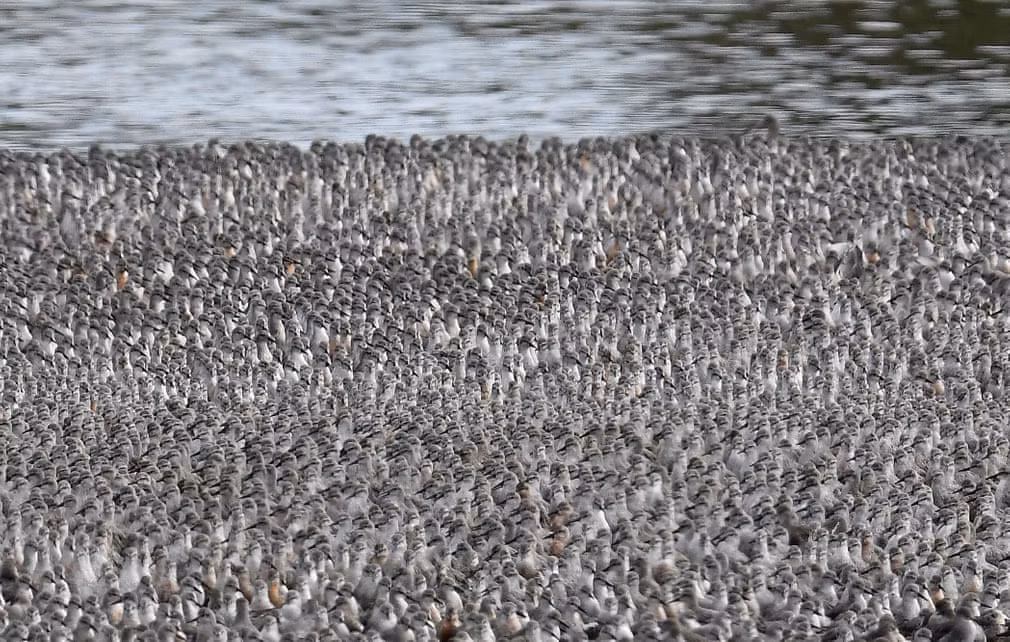 Hàng nghìn con chim lội trên bờ cát khô trong tháng thủy triều dâng cao nhất ở cửa sông Wash, Norfolk, Anh quốc. (Nguồn Guardian)