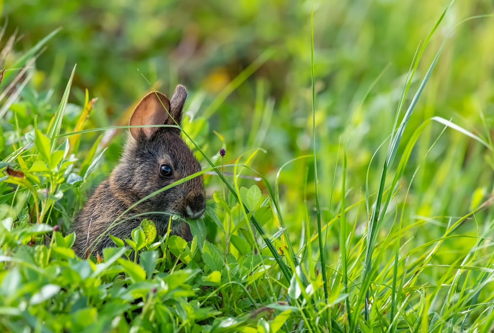 Thỏ con thưởng thức bữa sáng ở Vero Beach, bang Florida, Mỹ. (Nguồn Guardian)
