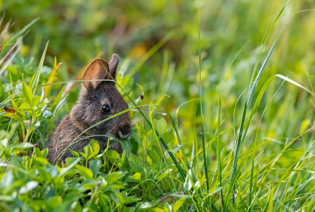 Thỏ con thưởng thức bữa sáng ở Vero Beach, bang Florida, Mỹ. (Nguồn Guardian)