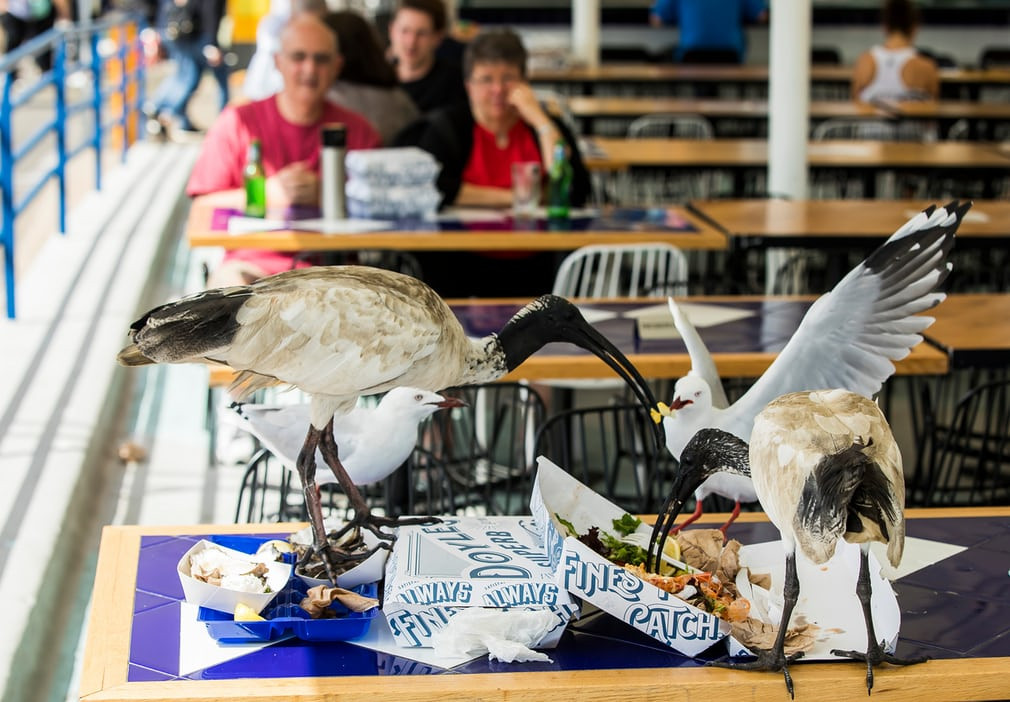 Những con cò quăm ăn thực phầm thừa do khách bỏ lại tại một khu chợ ở Pyrmont, New South Wales, Australia. (Nguồn Guardian)