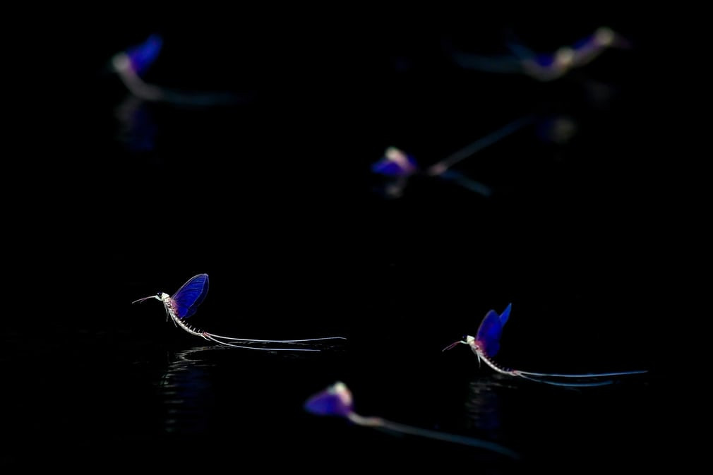 Những con phù du mới nở bay trên mặt sông Tisza gần thành phố Tiszacsege, Hungary. (Nguồn Guardian)