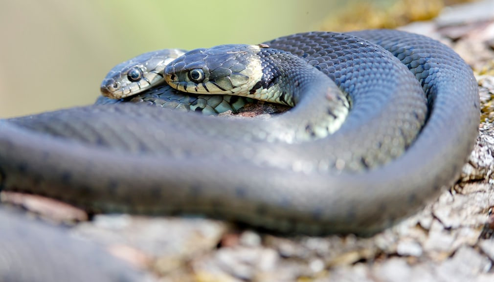 Cặp rắn yêu đương mãnh liệt trên cây tại đầm lầy Weingarten gần thành phố Karlsruhe, Đức. (Nguồn Guardian)