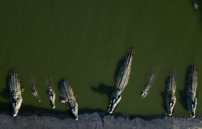 Những con cá sấu nằm nghỉ trong một trang trại tại Thung lũng Jordan, Bờ Tây. (Nguồn Guardian)