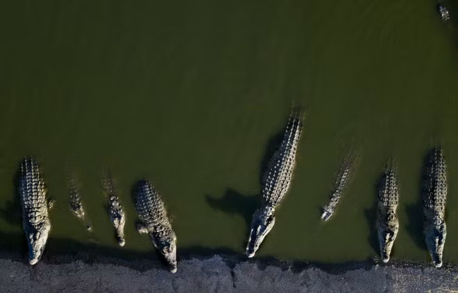Những con cá sấu nằm nghỉ trong một trang trại tại Thung lũng Jordan, Bờ Tây. (Nguồn Guardian)