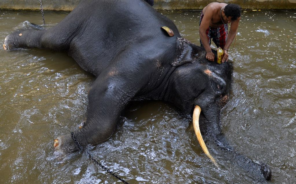 Quản tượng tắm mát cho voi tại thành phố Colombo, Sri Lanka. (Nguồn Guardian)