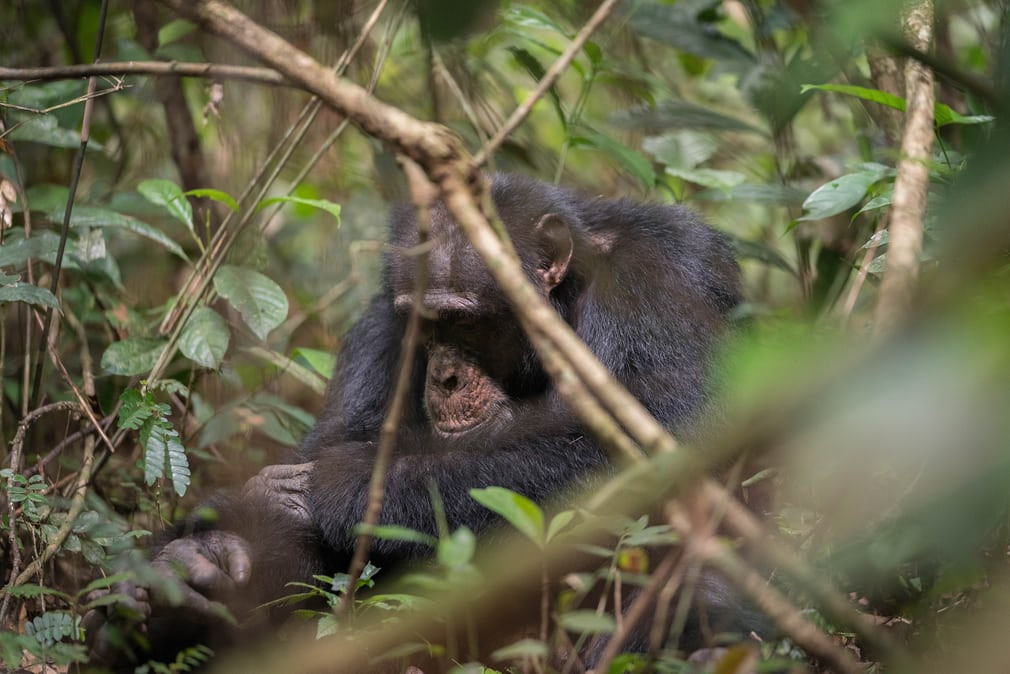 Tinh tinh trong rừng ở Bossou, Guinea. (Nguồn Guardian)