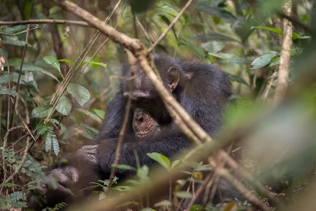 Tinh tinh trong rừng ở Bossou, Guinea. (Nguồn Guardian)