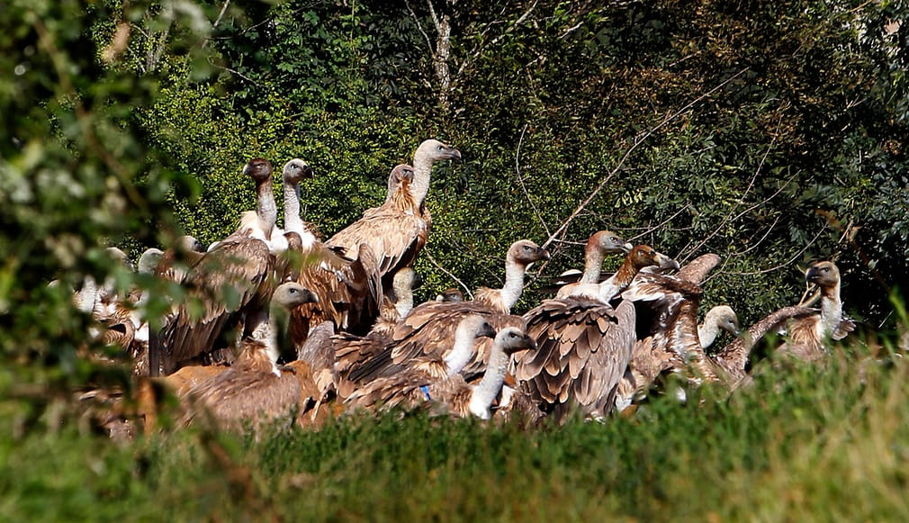 Đàn kền kền ăn thịt xác động vật chết trong khu bảo tồn hồ Uvac gần thành phố Belgrade, Serbia. (Nguồn Guardian)
