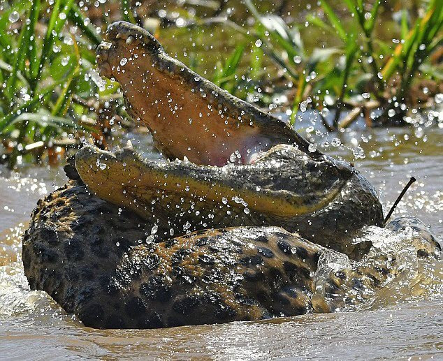 Hình ảnh động vật ấn tượng về cuộc tử chiến giữa báo đốm Mỹ và cá sấu dưới sông Corixo Negro trong vườn quốc gia Encontros das Águas, Brazil. Chiến thắng cuối cùng đã thuộc về báo đốm. (Nguồn Guardian)