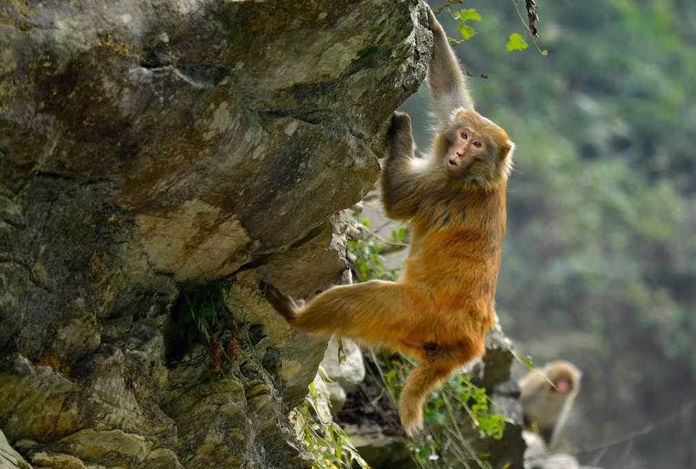 Khỉ hoang dã tìm kiếm thức ăn tại một ngôi làng ở Shiziguan, tỉnh Hồ Bắc, Trung Quốc. (Nguồn Guardian)