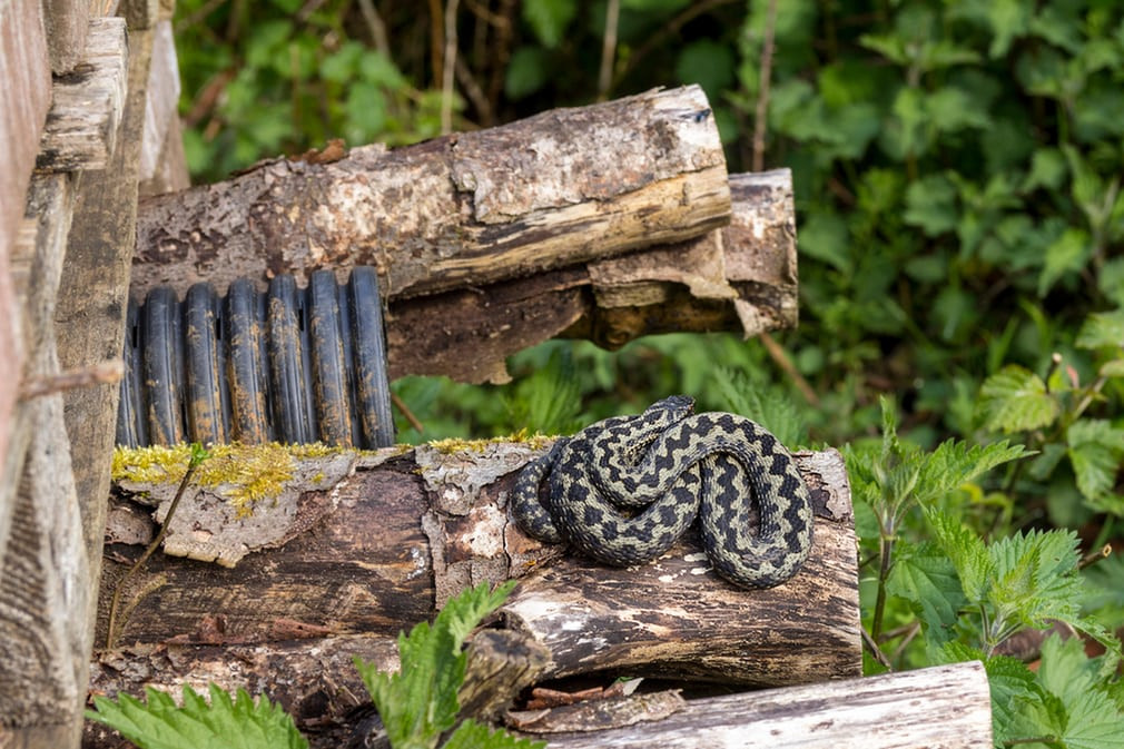 Rắn vipe nằm tắm nắng trong khu bảo tồn thiên nhiên Pulborough Brooks, Anh. (Nguồn Guardian)