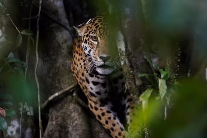 Báo gấm cái ngồi trên ngọn cây trong khu bảo tồn thiên nhiên Mamiraua ở Uarini, bang Amazonas, Brazil.