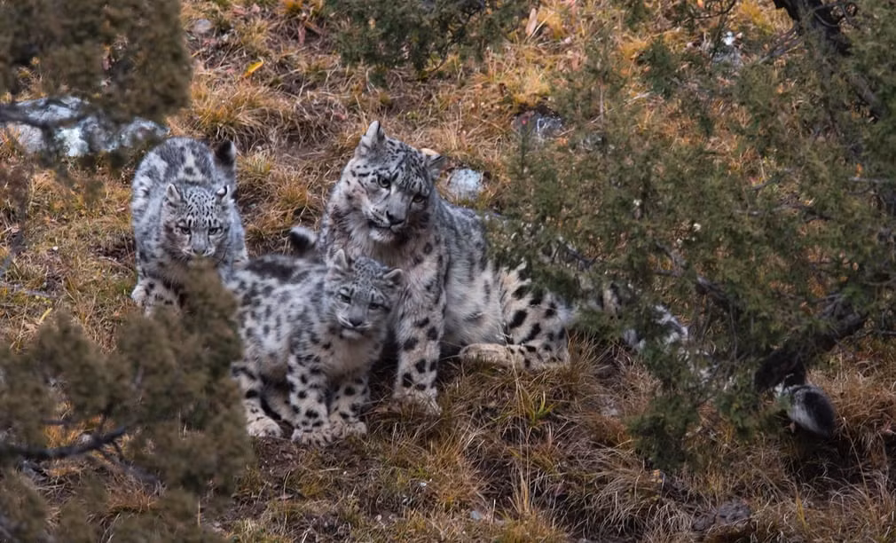 Báo tuyết trong vườn quốc gia Sanjiangyuan ở tỉnh Thanh Hải, Trung Quốc. (Nguồn Guardian)