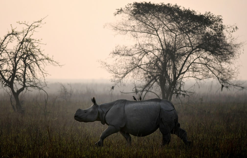 Chim đậu trên lưng tê giác một sừng trong khu bảo tồn động vật hoang dã Pobitora ở Assam, Ấn Độ. (Nguồn Guardian)