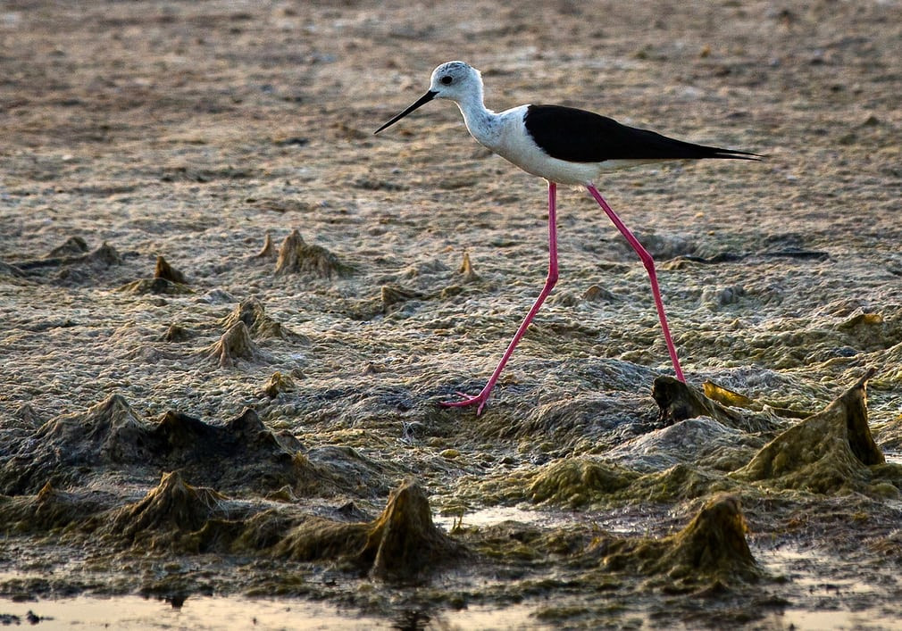 Chim cà kheo cánh đen kiếm ăn trên bờ biển ở Kurortnoye, Crimea, Mỹ. (Nguồn Guardian)