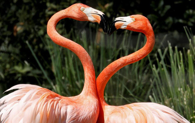 Cặp chim hồng hạc thể hiện cử chỉ lãng mạn với nhau trong vườn thú ở thành phố Madrid, Tây Ban Nha. (Nguồn Guardian)