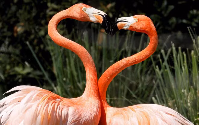 Cặp chim hồng hạc thể hiện cử chỉ lãng mạn với nhau trong vườn thú ở thành phố Madrid, Tây Ban Nha. (Nguồn Guardian)
