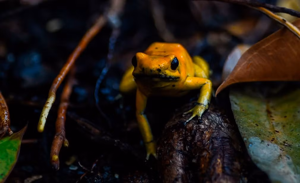 Ếch vàng cực độc trong vườn thú Santa Fe ở thành phố Medellin, Colombia. (Nguồn Guardian)