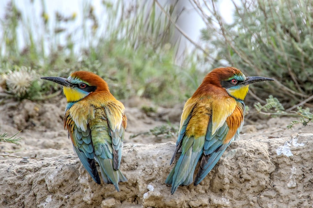 Cặp chim ăn ong ở thành phố Van, Thổ Nhĩ Kỳ. (Nguồn Guardian)