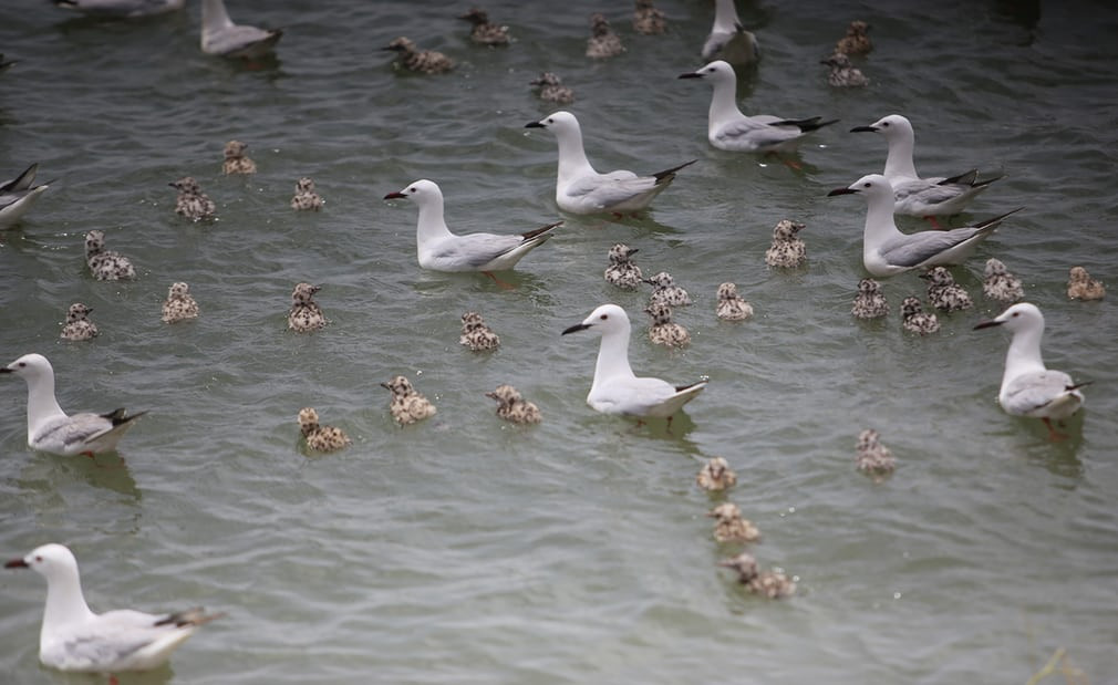 Chim mòng biển mỏ mảnh bơi ra hồ ở giữa đập Dukan để sinh sản ở Sulaymaniyah, Iraq. (Nguồn Guardian)