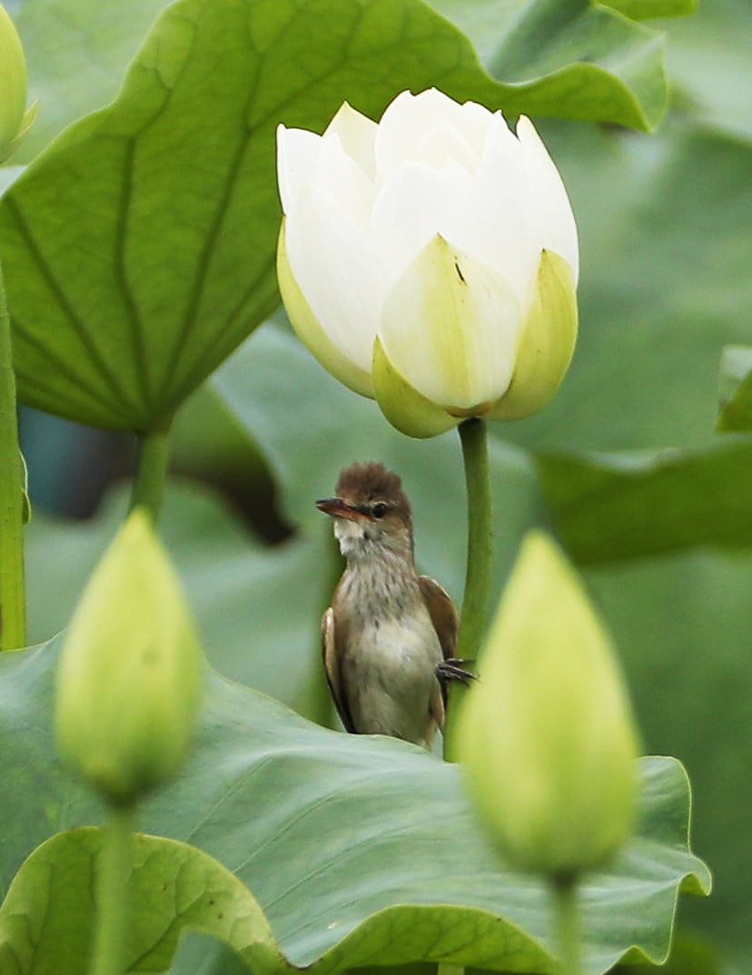 Chim chích sậy đậu trên cây sen trắng ở thành phố Icheon, Hàn Quốc. (Nguồn Guardian)
