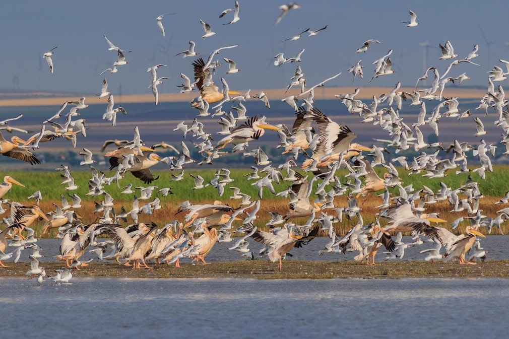 Chim bồ nông trắng và mòng biển bay trên vùng đồng bằng sông Danube ở Romania. (Nguồn Guardian)