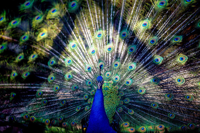 Chim công khoe lông đuôi trong một vườn thú tại thành phố Antalya, Thổ Nhĩ Kỳ. (Nguồn Guardian)