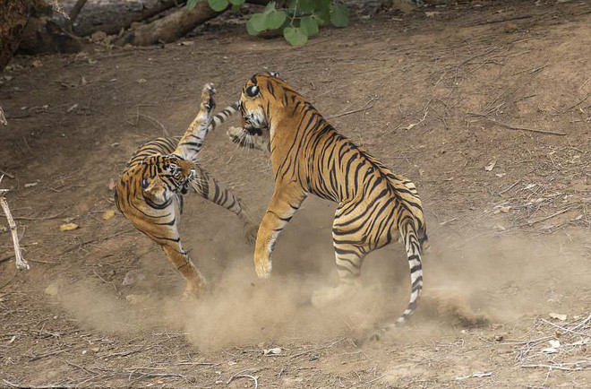 Hình ảnh động vật đẹp do nhiếp ảnh gia Khemchand Joshi ghi lại cảnh tượng cặp hổ dữ quyết chiến ác liệt để tranh giành lãnh địa trong vườn quốc gia Ranthambore ở Rajasthan, Ấn Độ. (Nguồn Guardian)