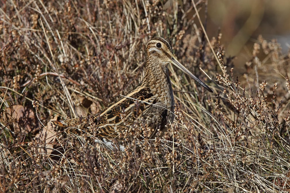 Chim dẽ giun kiếm ăn tại Nynashamn, Sverige, Thụy Điển. (Nguồn Guardian)