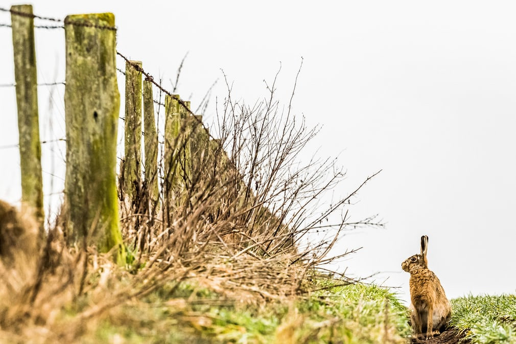Thỏ xám ngồi cạnh hàng rào của trang trại tại ngôi làng Roxburgh, Anh, giáp biên giới với Scotland. (Nguồn Guardian)