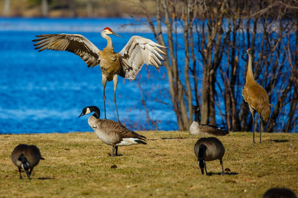 Sếu đồi cát đứng cạnh các con ngỗng trong công viên Rookery View ở Wausau, Wisconsin, Mỹ. (Nguồn Guardian)