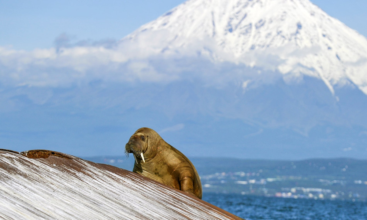 Hải mã nằm nghỉ ngơi trên tảng đá tại vịnh Avachinsky, Nga. (Nguồn Guardian)