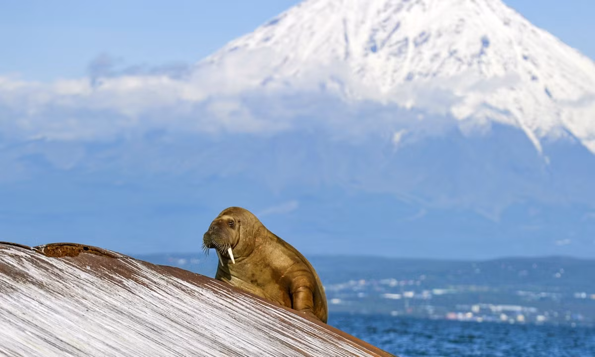 Hải mã nằm nghỉ ngơi trên tảng đá tại vịnh Avachinsky, Nga. (Nguồn Guardian)