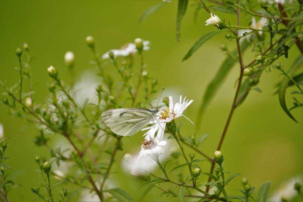 Bướm trắng hút phấn hoa trên đồng cỏ. (Nguồn Guardian)
