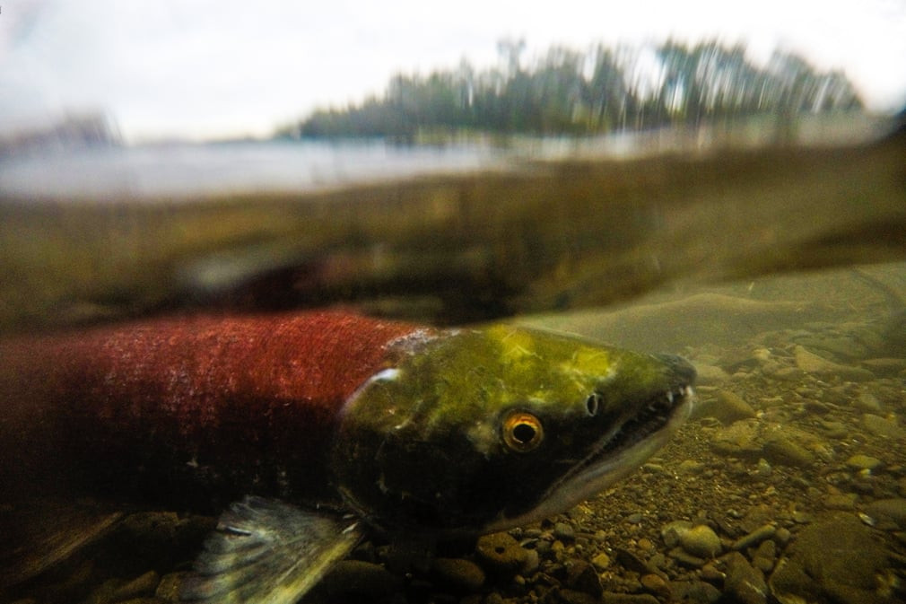 Cá hồi đẻ trứng dưới sông Kamchatka ở Nga. (Nguồn Guardian)
