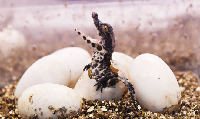 Cá sấu Tây Phi nở ra từ trứng trong vườn thú Planet Exotica ở Royan, Pháp. (Nguồn Guardian)