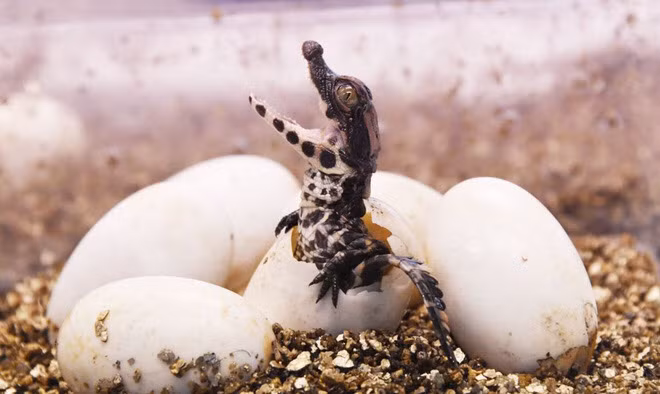 Cá sấu Tây Phi nở ra từ trứng trong vườn thú Planet Exotica ở Royan, Pháp. (Nguồn Guardian)