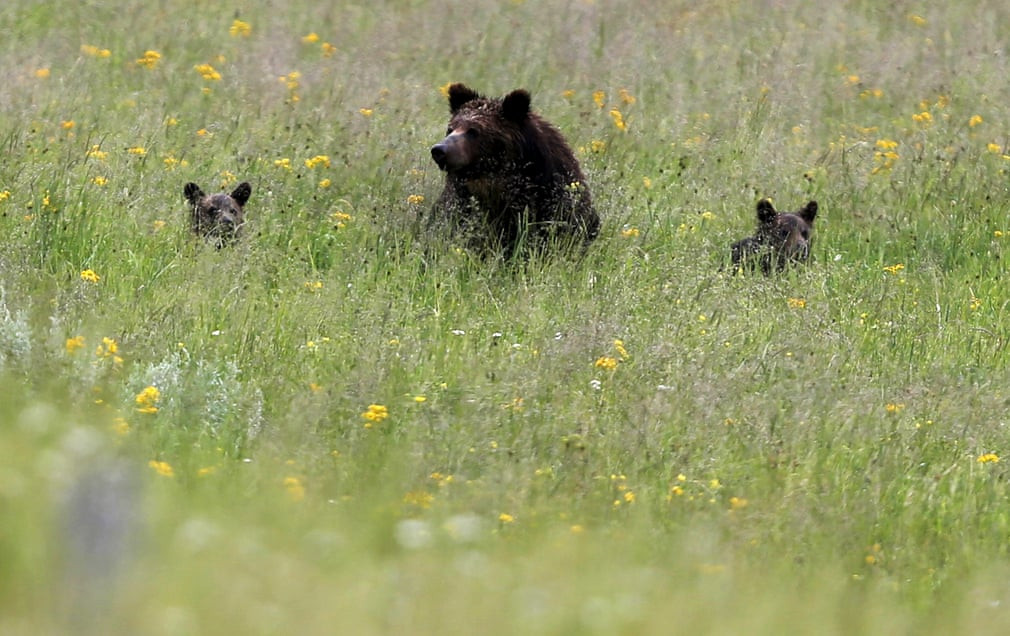 Ba mẹ con gấu nâu nghỉ ngơi trên cánh đồng trong vườn quốc gia Yellowstone ở bang Wyoming, Mỹ. (Nguồn Guardian)