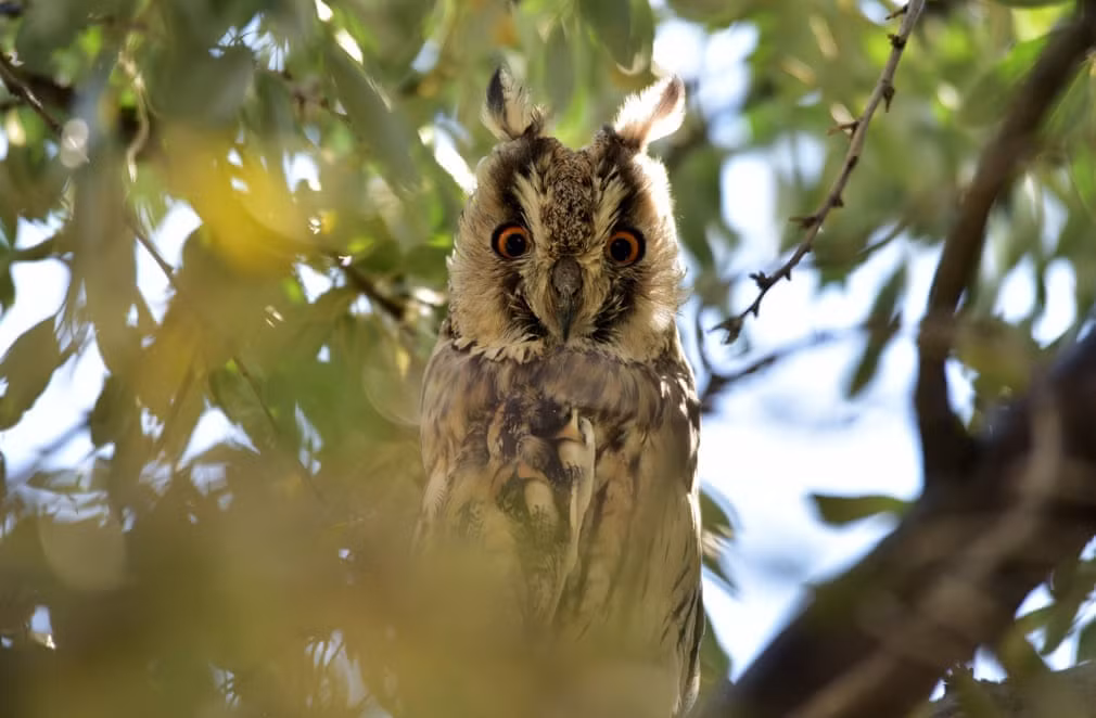 Chim cú đậu trên cành cây tại hồ Tuz ở thành phố Aksaray, Thổ Nhĩ Kỳ. (Nguồn Guardian)