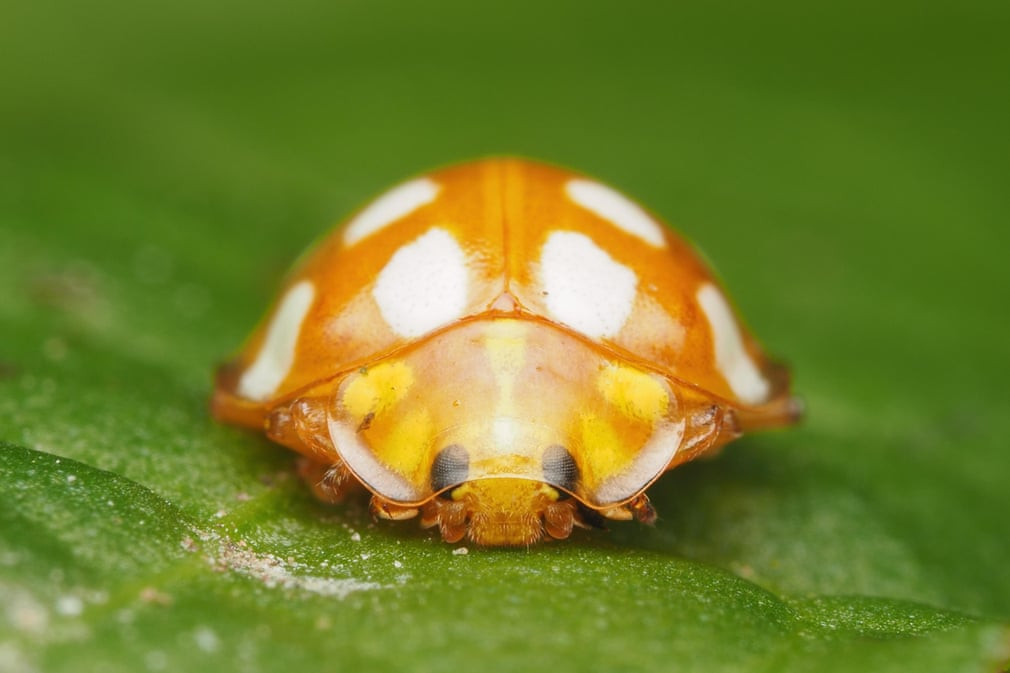 Bọ cánh cam nằm nghỉ ngơi trên lá cây ở thành phố Tipperary, Ireland. (Nguồn Guardian)