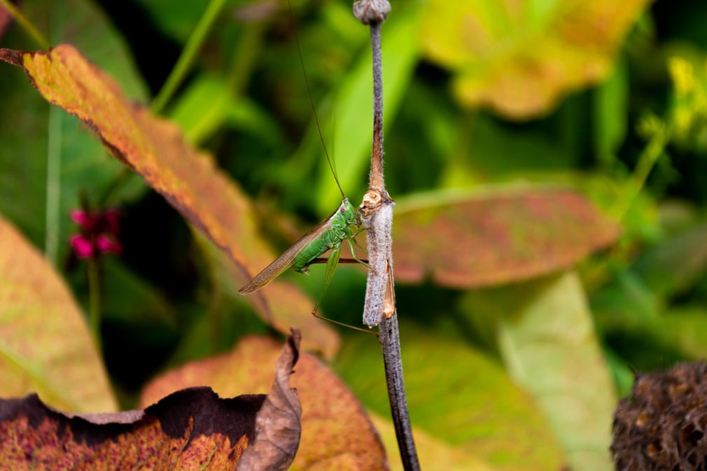 Cận cảnh châu chấu xanh đậu trên cành hoa khô ở Anh. (Nguồn Guardian)