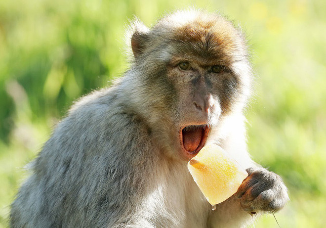 Khỉ thưởng thức kem lạnh để giải nhiệt mùa hè trong công viên động vật hoang dã Blair Drummond ở Stirling, Scotland. (Nguồn Guardian)