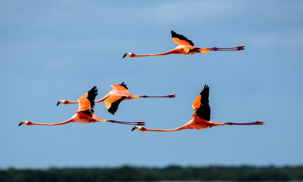 Chim hồng hạc bay trên hồ trong khu bảo tồn sinh quyển Ría Lagartos ở Yucatán, Mexico. (Nguồn Guardian)