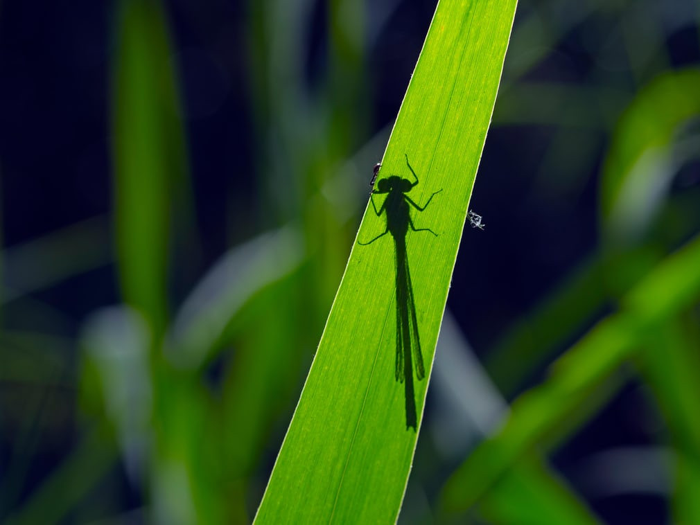 Chuồn chuồn kim xanh in bóng trên lá cỏ dưới ánh nắng. (Nguồn Guardian)
