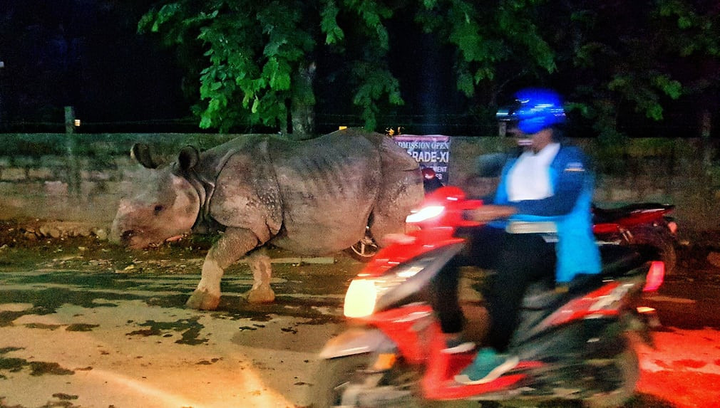 Tê giác một sừng di chuyển trên đường phố ở Sauraha, Nepal. (Nguồn Guardian)