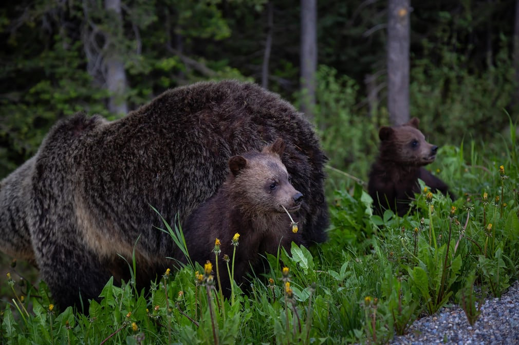 Gấu nâu mẹ chăm sóc hai con nhỏ trong vườn quốc gia Banff ở Alberta, Canada. (Nguồn Guardian)