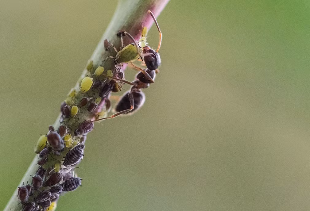 Kiến hút dịch ngọt từ những con rập trong một khu vườn ở Rottweil, Đức. (Nguồn Guardian)