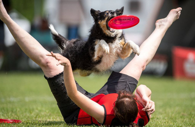 Chú chó và người chủ trình diễn tại cuộc thi Dogfrisbee ở thành phố Erftstadt, Đức. (Nguồn Guardian)