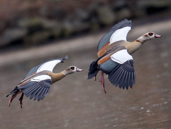 Ngỗng Hi Lạp bay trên một hồ nước ở thành phố Frankfurt, Đức. (Nguồn Guardian)